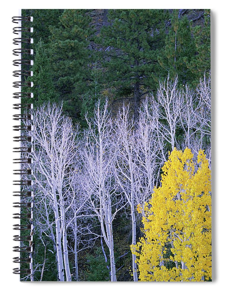 Season Spiral Notebook featuring the photograph Autumn In Dixie National Forest. White by Mint Images - David Schultz