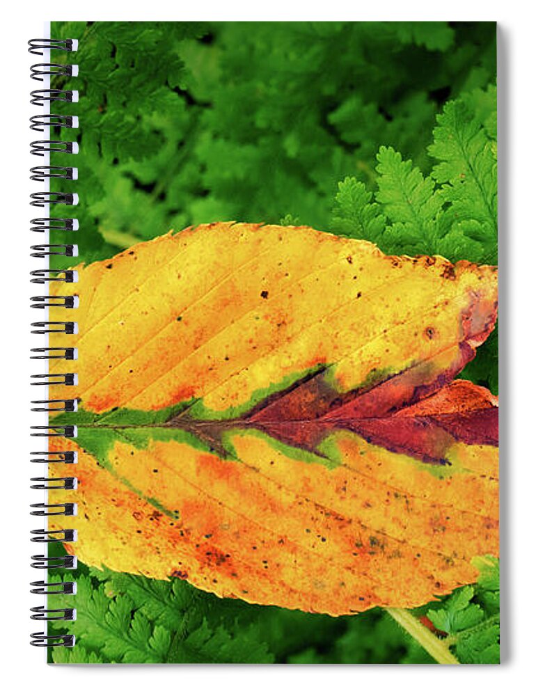 Autumn Spiral Notebook featuring the photograph Autumn is Coming by David Kay