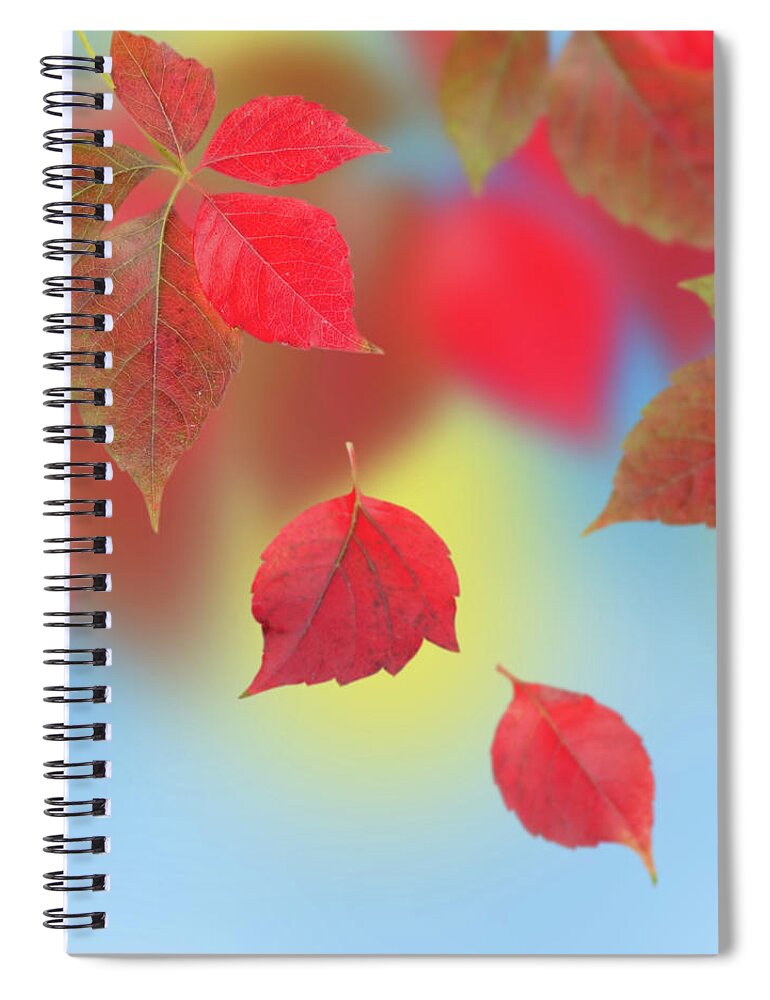 Outdoors Spiral Notebook featuring the photograph Autumn Leaves by Oxana Denezhkina