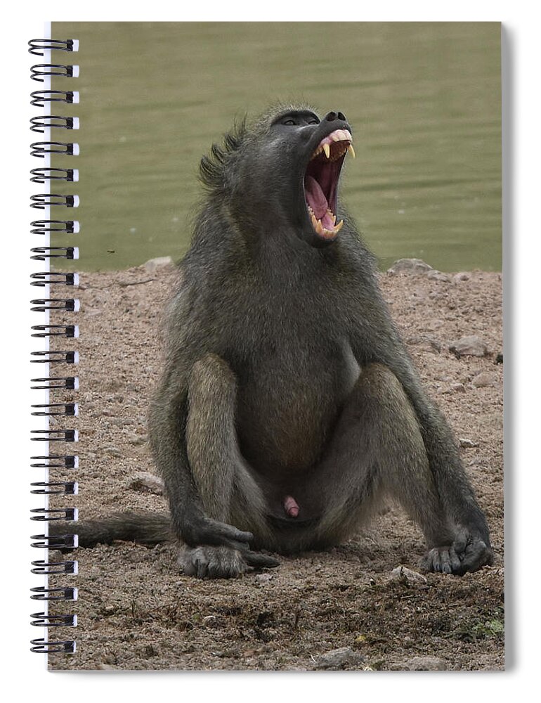 Baboon Spiral Notebook featuring the photograph Baboon, evidently a male by Ben Foster