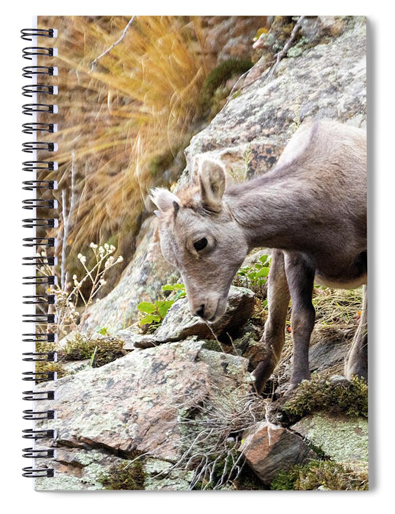 Bighorn Sheep Spiral Notebook featuring the photograph Baby Bighorn Sheep Frolicking In Waterton Canyon by Steven Krull