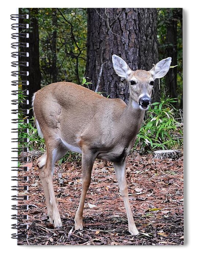 Deer Spiral Notebook featuring the photograph Baby Doe by Eileen Brymer