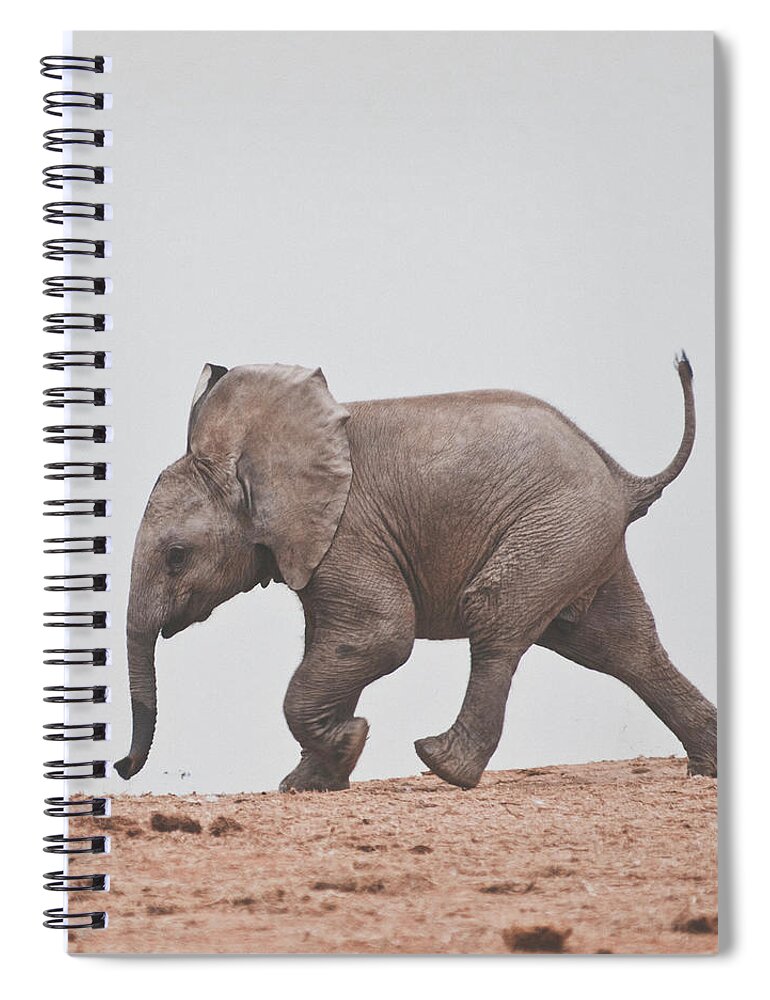 Addo Elephant National Park Spiral Notebook featuring the photograph Baby Elephant by Shaun