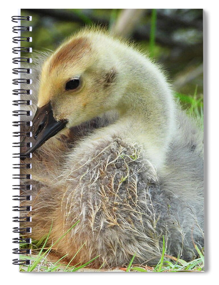 Baby Geese Spiral Notebook featuring the photograph Baby Geese Art by Scott Cameron