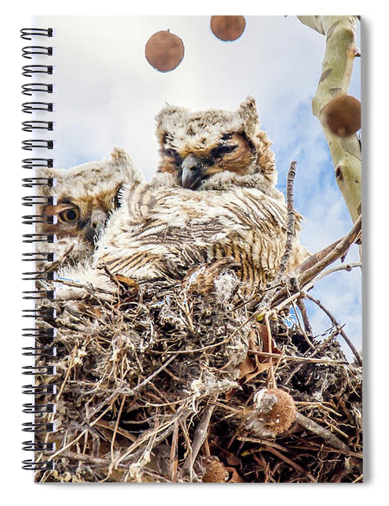 Owls Spiral Notebook featuring the photograph Baby Great Horned Owls by David Wagenblatt