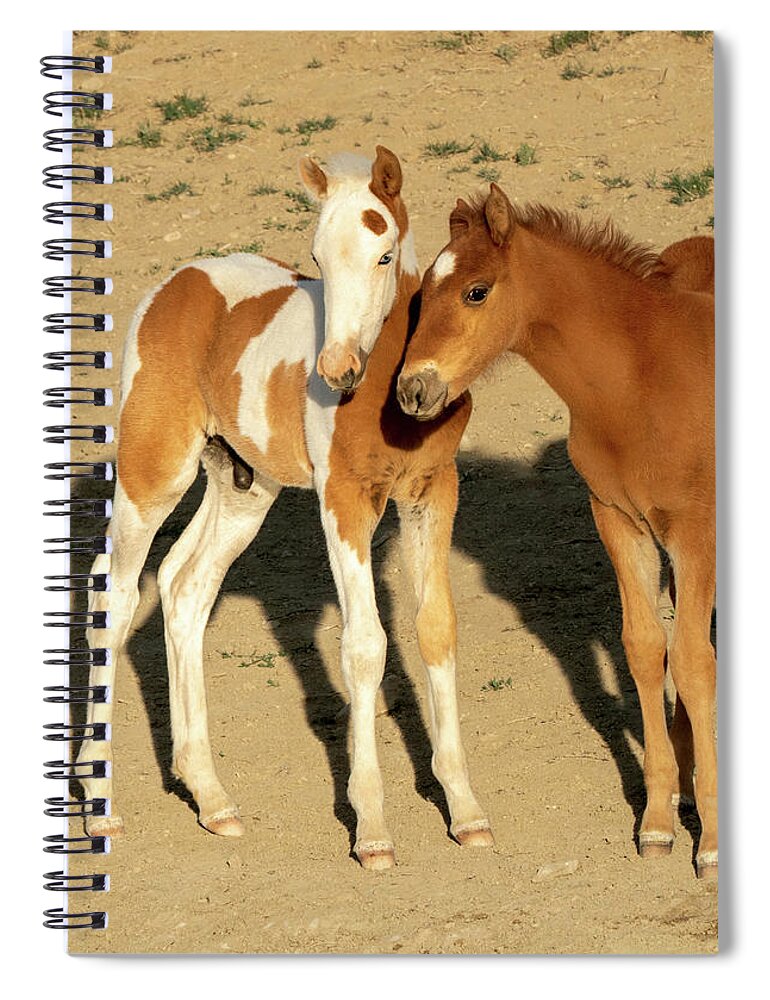 Baby Horses Spiral Notebook featuring the photograph Baby Horse Pals -- Wild Mustangs by Judi Dressler