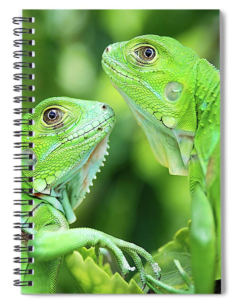 Animal Themes Spiral Notebook featuring the photograph Baby Iguanas by Patti Sullivan Schmidt