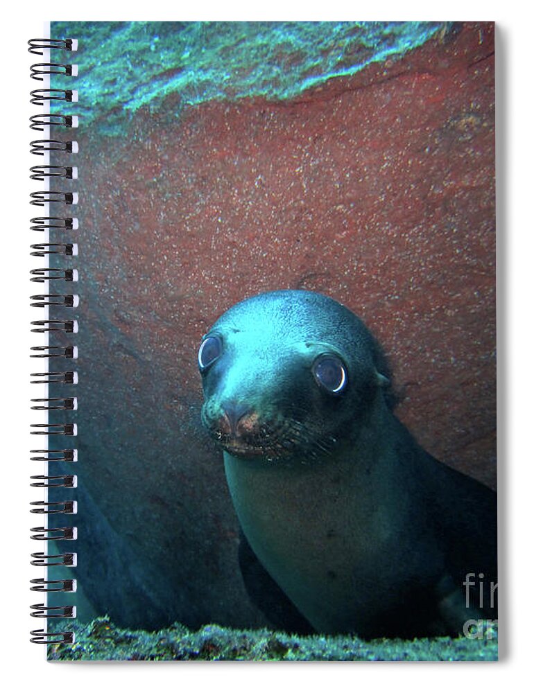 Sea Lion Spiral Notebook featuring the photograph Baby Lobo Marino by Becqi Sherman