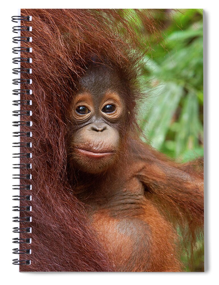 Suzi Eszterhas Spiral Notebook featuring the photograph Baby Orangutan In Tanjun Putting by Suzi Eszterhas