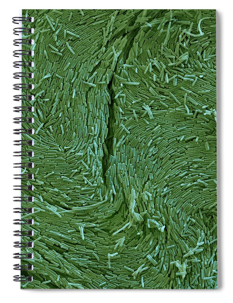 Aerobic Spiral Notebook featuring the photograph Bacillus Sphaericus Sem by Meckes/ottawa
