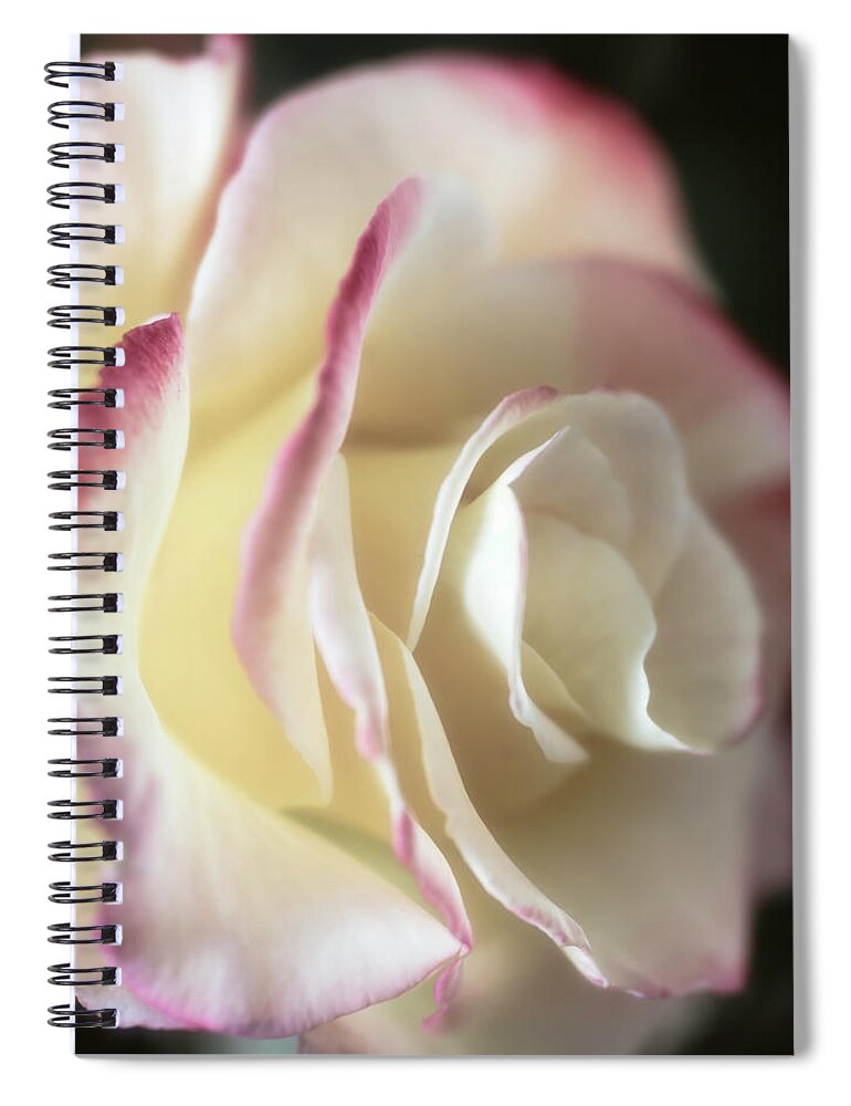 Rose Spiral Notebook featuring the photograph Back-lit Beauty by TL Wilson Photography by Teresa Wilson