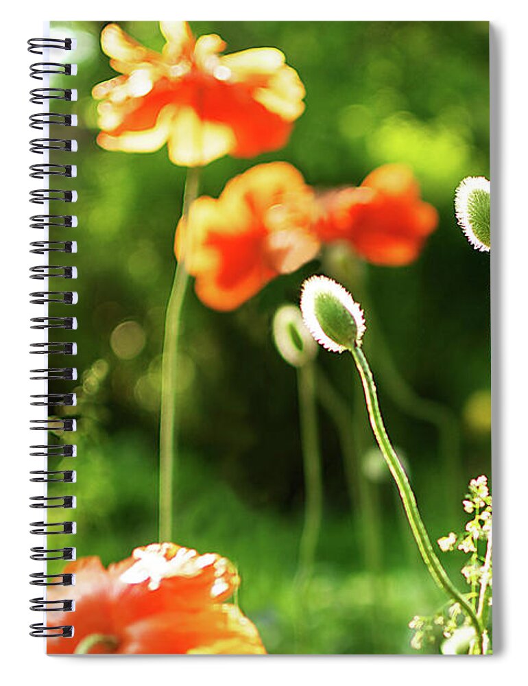 Orange Color Spiral Notebook featuring the photograph Back Lit Orange Poppy Blossoms And Buds by Melissa Ross