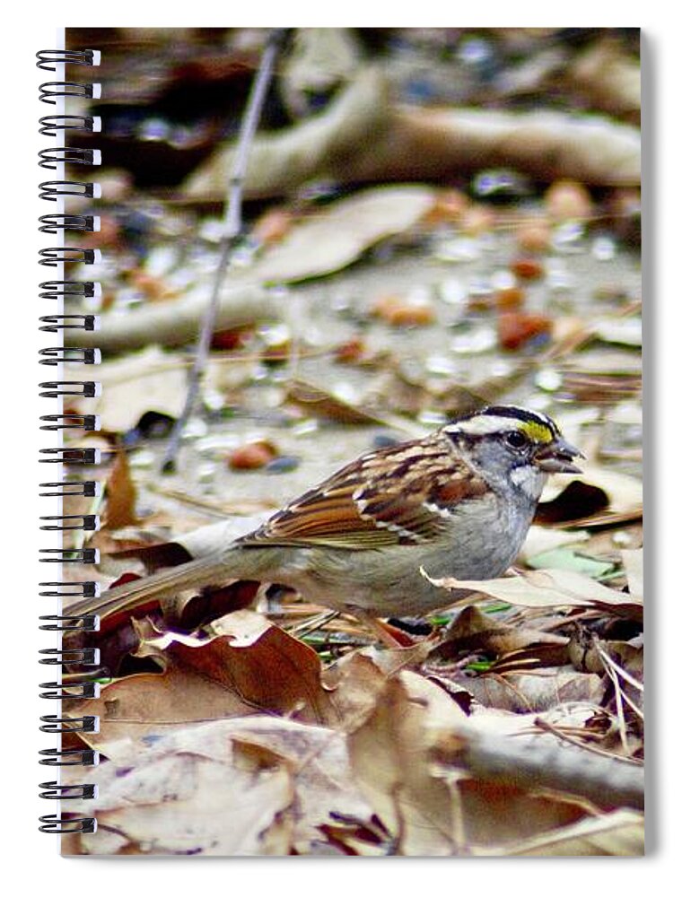 Bird Spiral Notebook featuring the photograph Back Yard Buffet by DArcy Evans