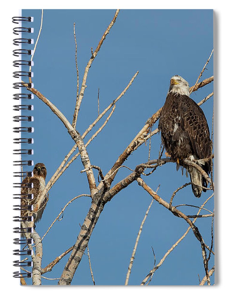 Bald Eagle Spiral Notebook featuring the photograph Bald Eagle and Red Tailed Hawk Share a Roost by Tony Hake