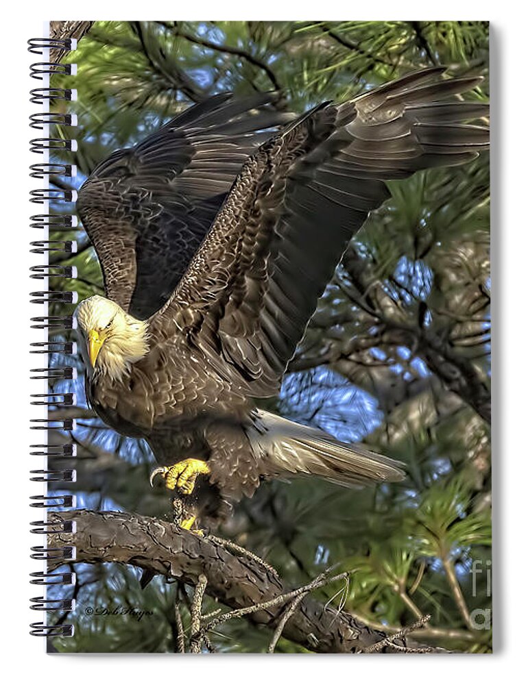 Eagles Spiral Notebook featuring the photograph Bald Eagle by DB Hayes
