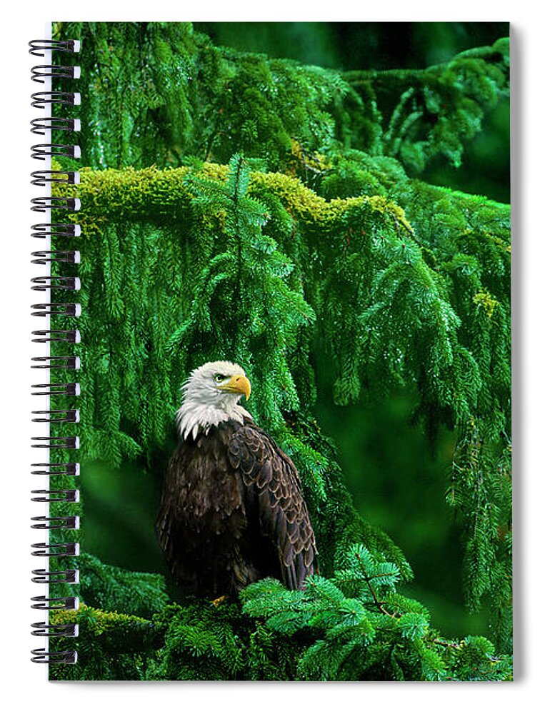 Bald Eagle Spiral Notebook featuring the photograph Bald Eagle in Temperate Rainforest Alaska Endangered Species by Dave Welling
