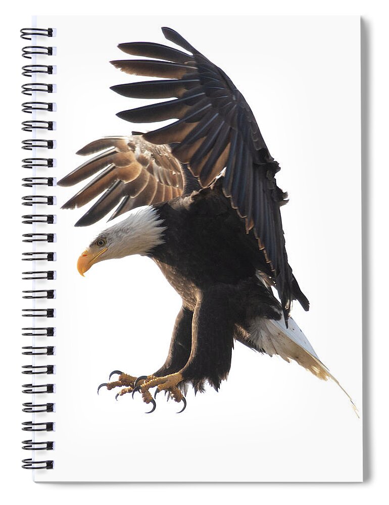 Bald Eagle Spiral Notebook featuring the photograph Bald Eagle Landing by Patrick Nowotny