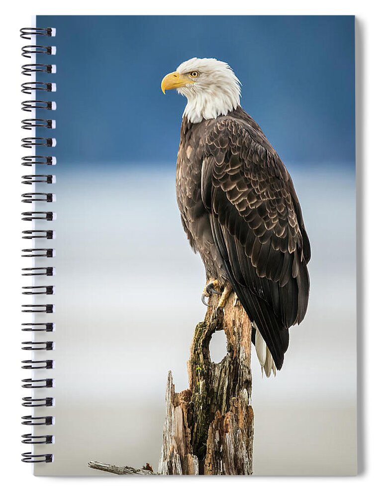 Alaska Spiral Notebook featuring the photograph Bald Eagle on Snag by James Capo