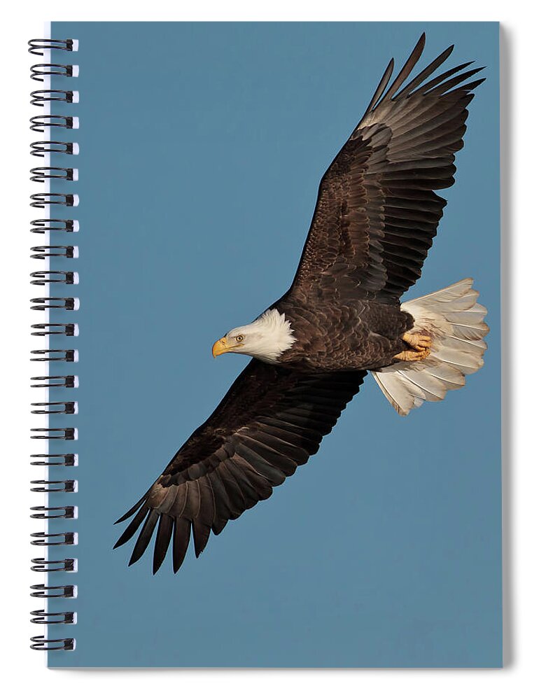 Animal Themes Spiral Notebook featuring the photograph Bald Eagle by Straublund Photography