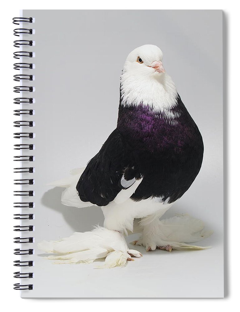 Pigeon Spiral Notebook featuring the photograph Bald Headed West of England Tumbler by Nathan Abbott