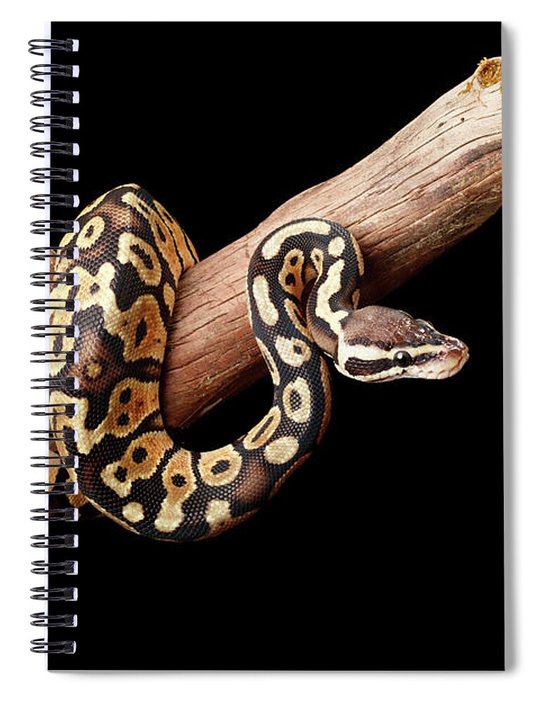 Animals Spiral Notebook featuring the photograph Ball Python On Branch by David Kenny