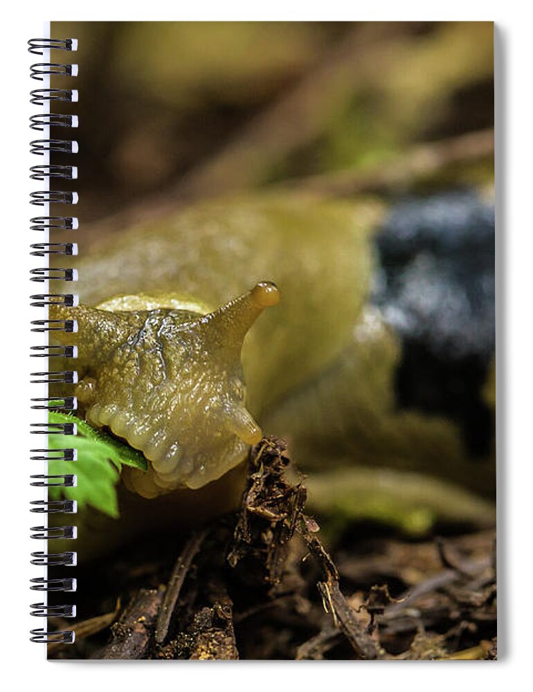 Banana Slug Spiral Notebook featuring the photograph Banana slug at lunch by Julieta Belmont
