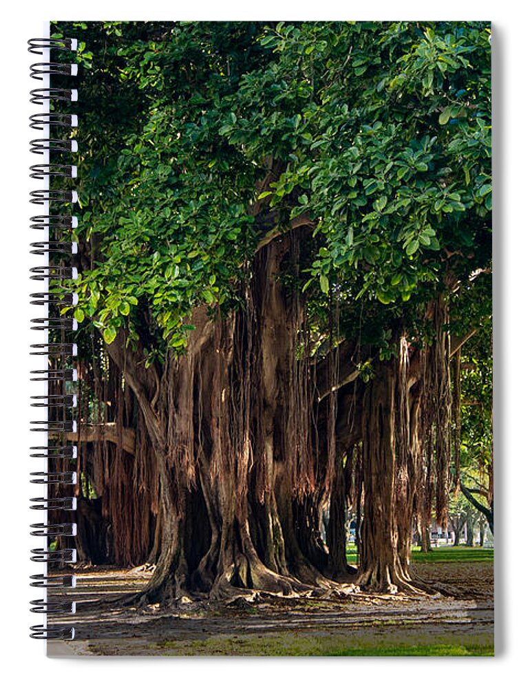Banyan Spiral Notebook featuring the photograph Banyan Trees in St. Petersburg, Florida by L Bosco