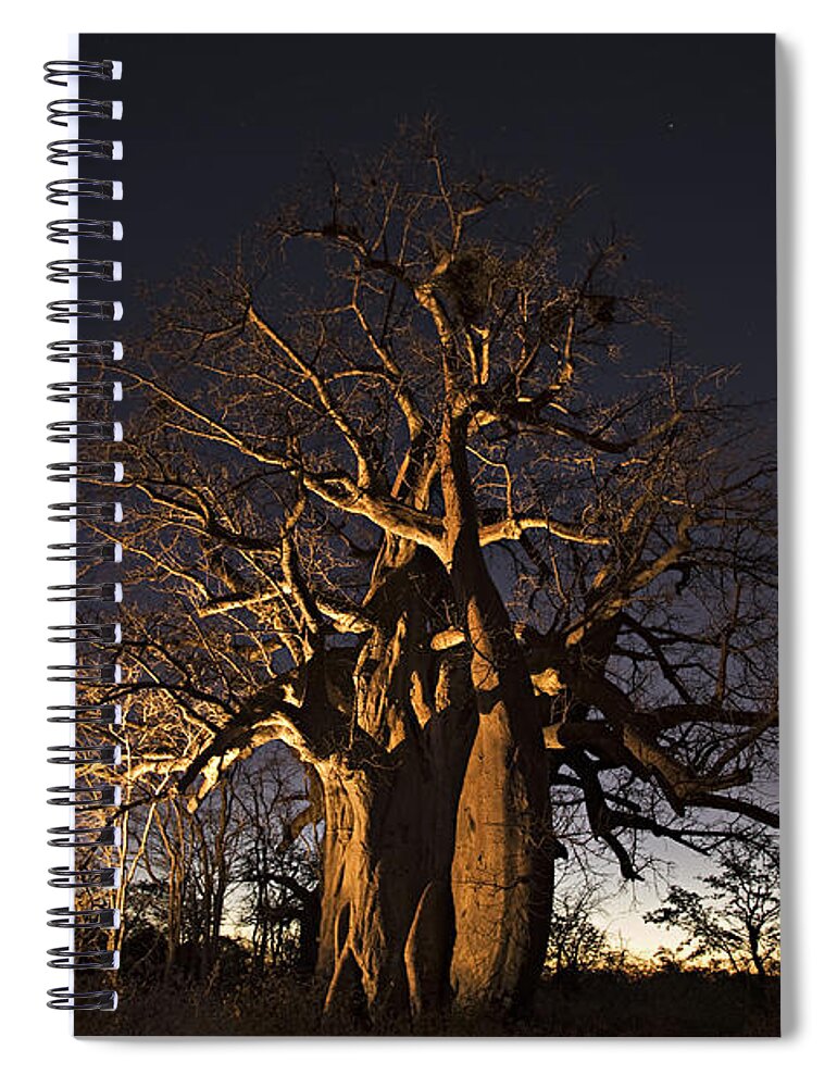 Releasing Spiral Notebook featuring the photograph Baobab Tree Adansonia Digitata, Lit Up by Martin Harvey