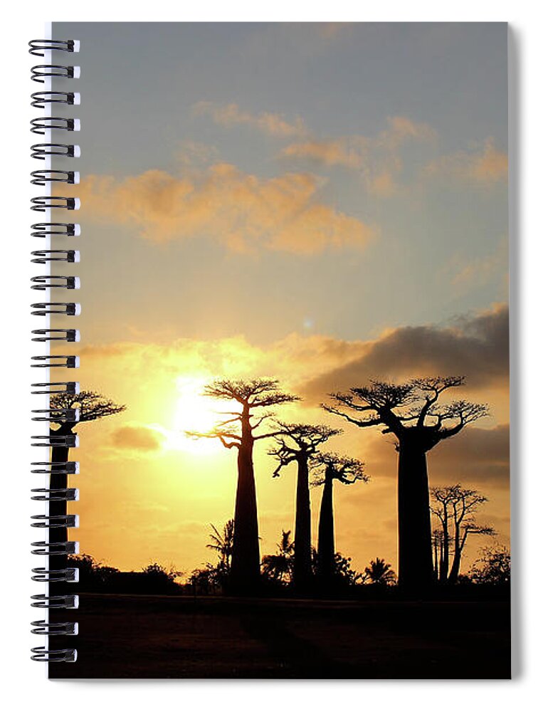  Spiral Notebook featuring the photograph Baobab Trees Sunset by Eric Pengelly