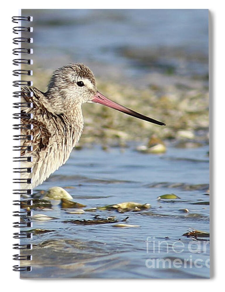 Bar-tailed Godwit Spiral Notebook featuring the photograph Bar-tailed Godwit - Chasing a Rarity by Meg Rousher