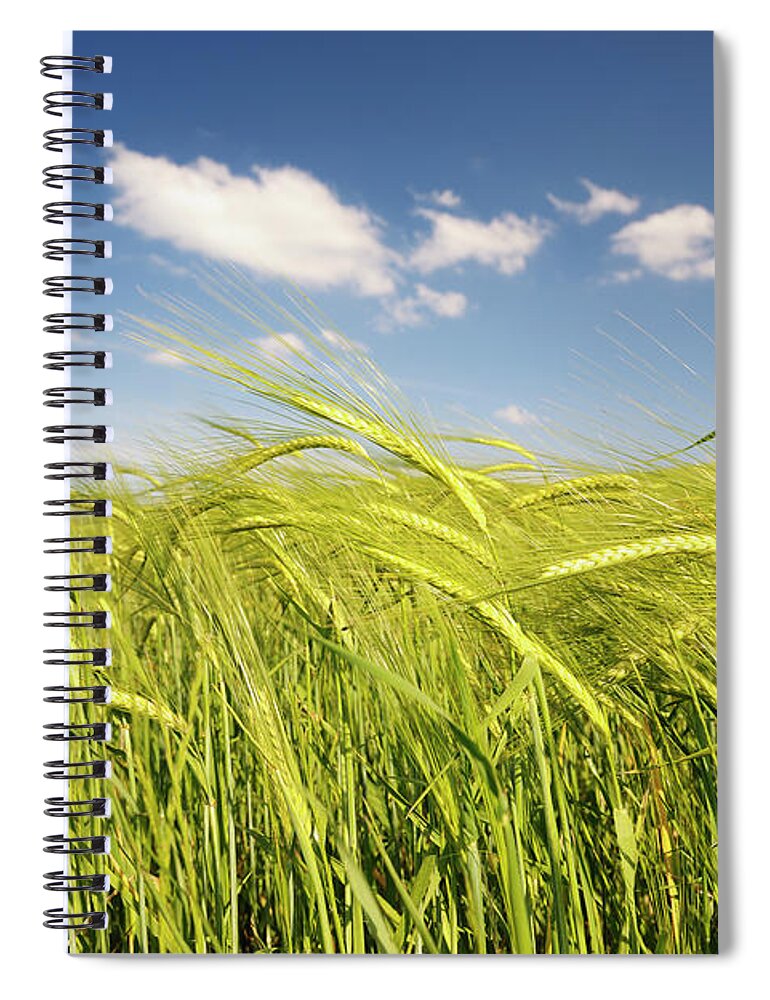 Val D'orcia Spiral Notebook featuring the photograph Barley Ears, San Quirico Dorcia, Siena by Cornelia Doerr