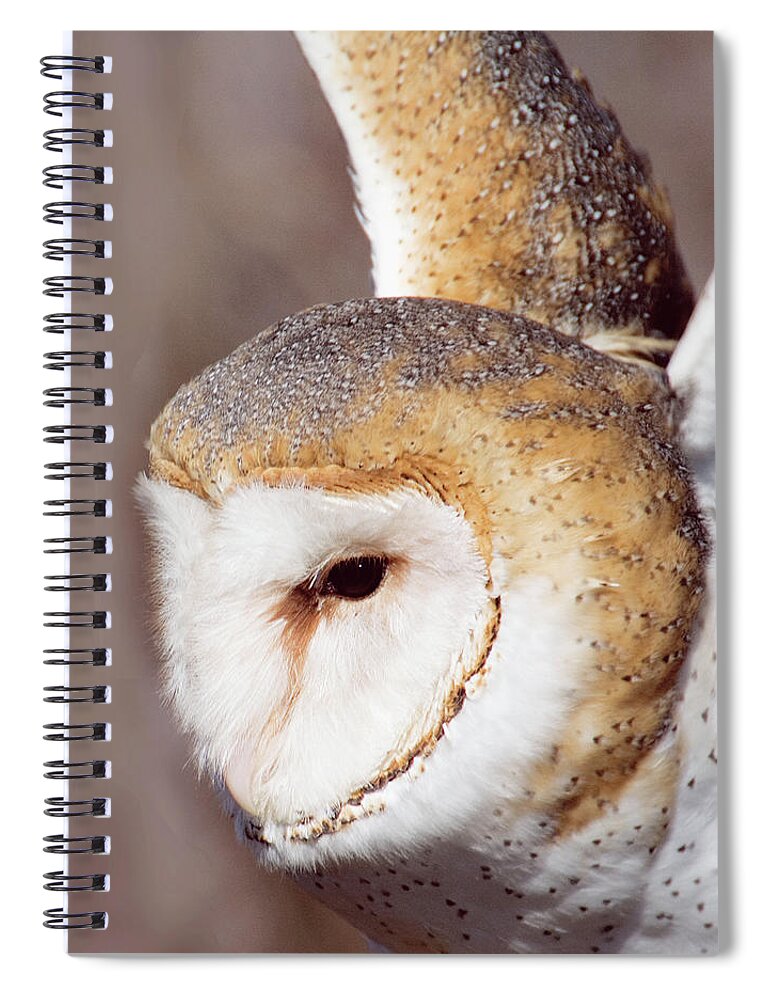 Barn Owl Spiral Notebook featuring the photograph Barn Owl by Minnie Gallman