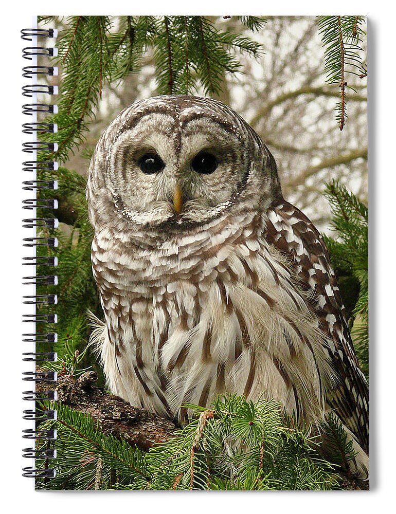 Animal Themes Spiral Notebook featuring the photograph Barred Owl by Karen Von Knobloch Photographerkaren