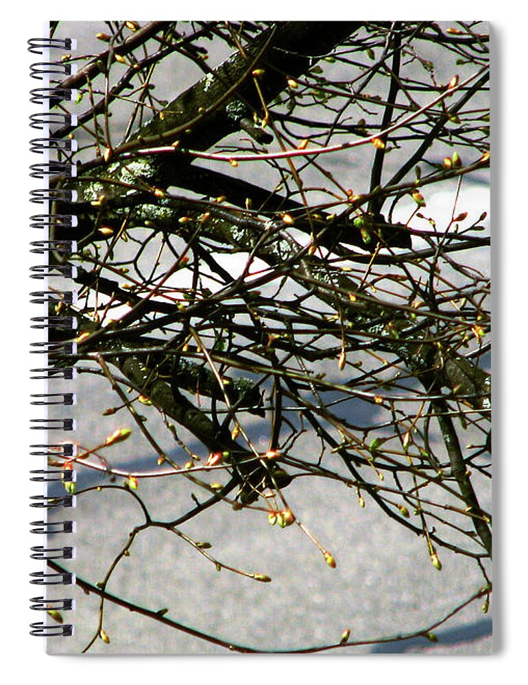 Barren Branches Spiral Notebook featuring the photograph Barren Branches by Jaeda DeWalt
