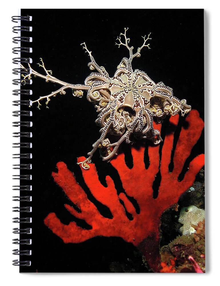 Underwater Spiral Notebook featuring the photograph Basket Star On Soft Coral by Jean Tresfon