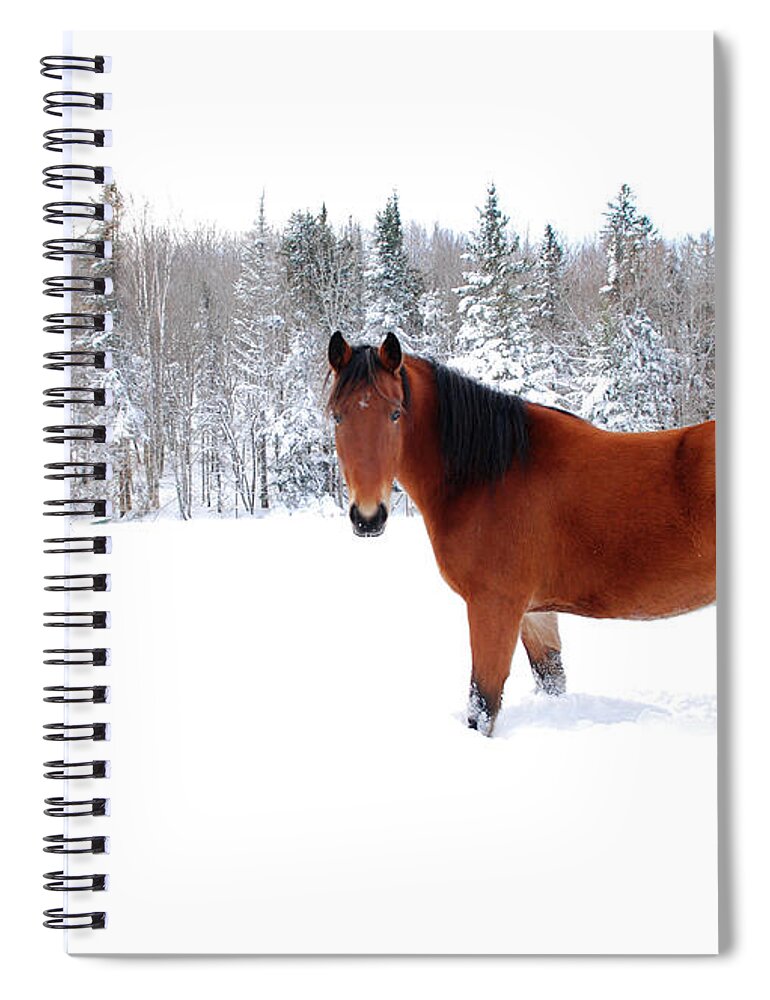 Horse Spiral Notebook featuring the photograph Bay Horse Standing Alone In Deep Snow by Anne Louise Macdonald Of Hug A Horse Farm
