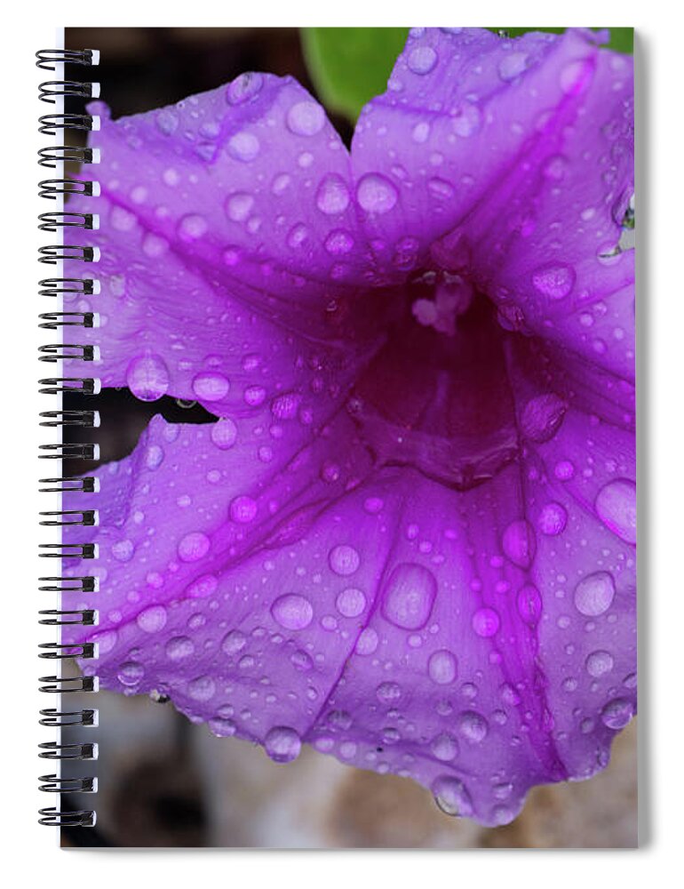 Flower Spiral Notebook featuring the photograph Beach moonflower by Eric Hafner