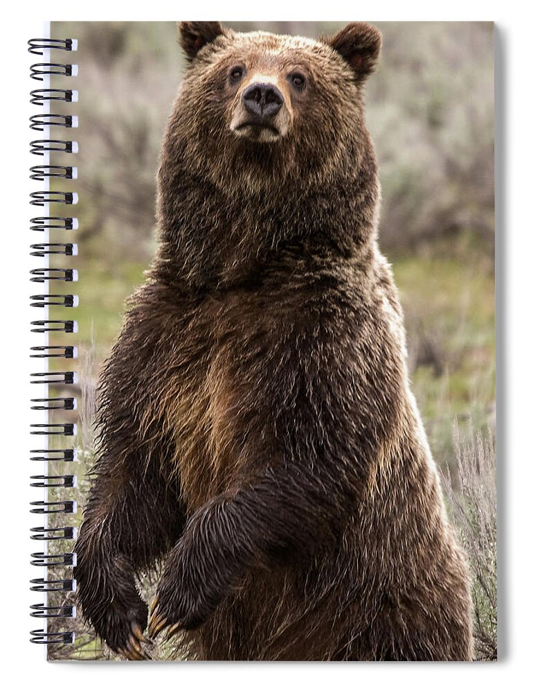 Grizzly Bear Spiral Notebook featuring the photograph Bear 399 by Steve Stuller