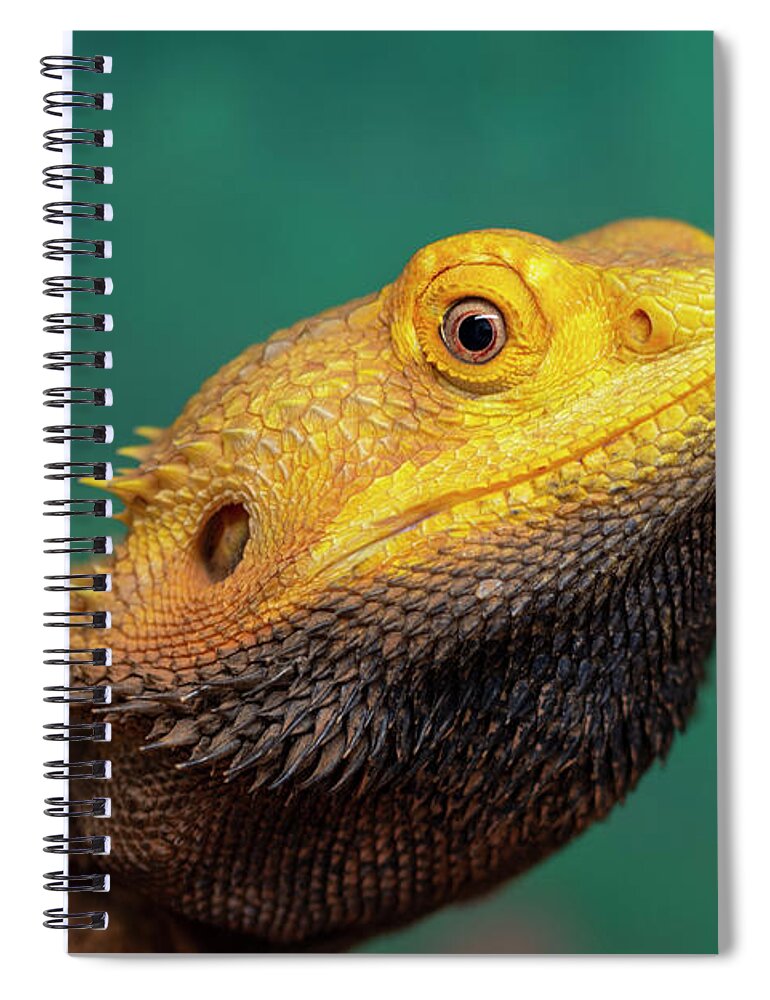 Bearded Dragon Spiral Notebook featuring the photograph Bearded Dragon 2 by Steev Stamford