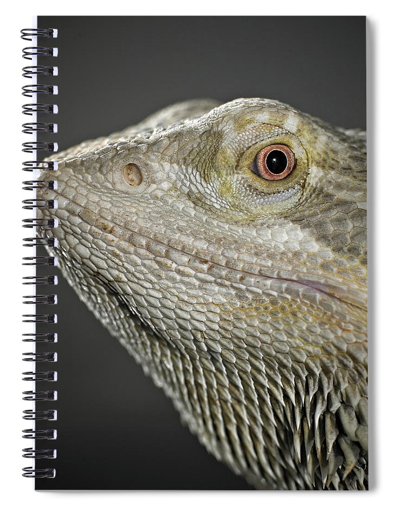 Animal Themes Spiral Notebook featuring the photograph Bearded Dragon by Darren Woolridge Photography - Www.darrenwoolridge.com
