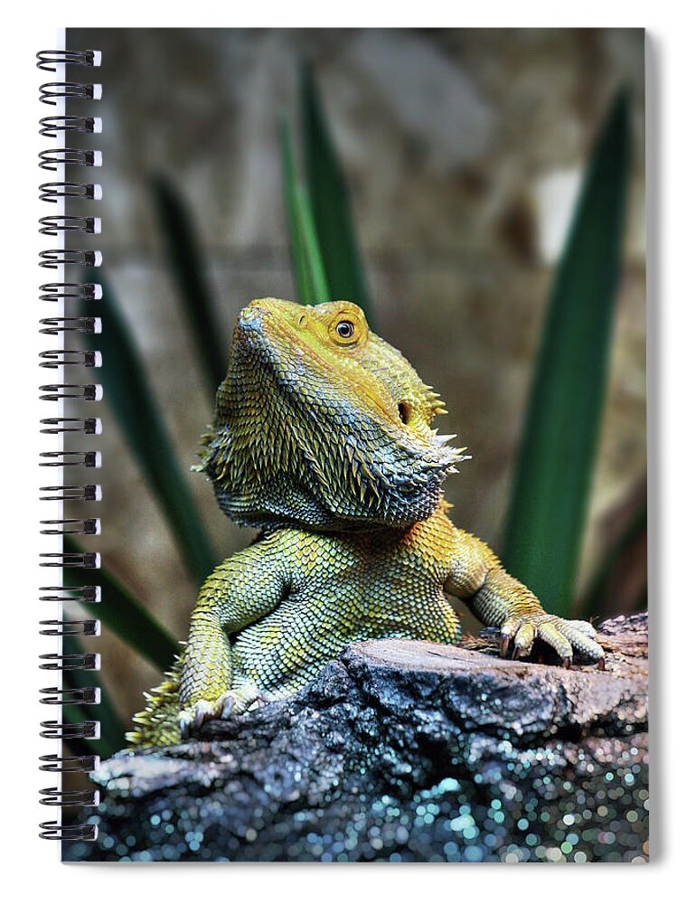 Animal Themes Spiral Notebook featuring the photograph Bearded Dragon by Nenad Druzic
