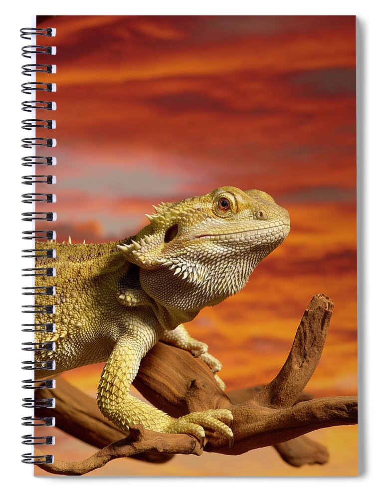 Pets Spiral Notebook featuring the photograph Bearded Dragon Pogona Vitticeps On by Don Farrall