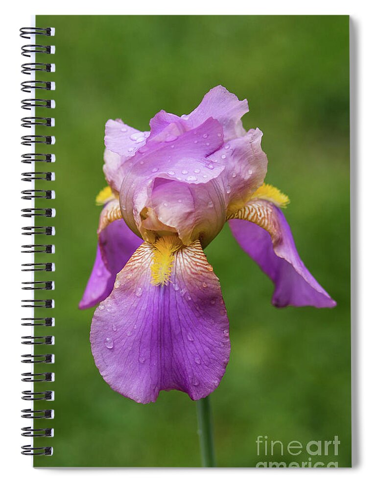 Iris Spiral Notebook featuring the photograph Bearded Iris by Lisa Lemmons-Powers