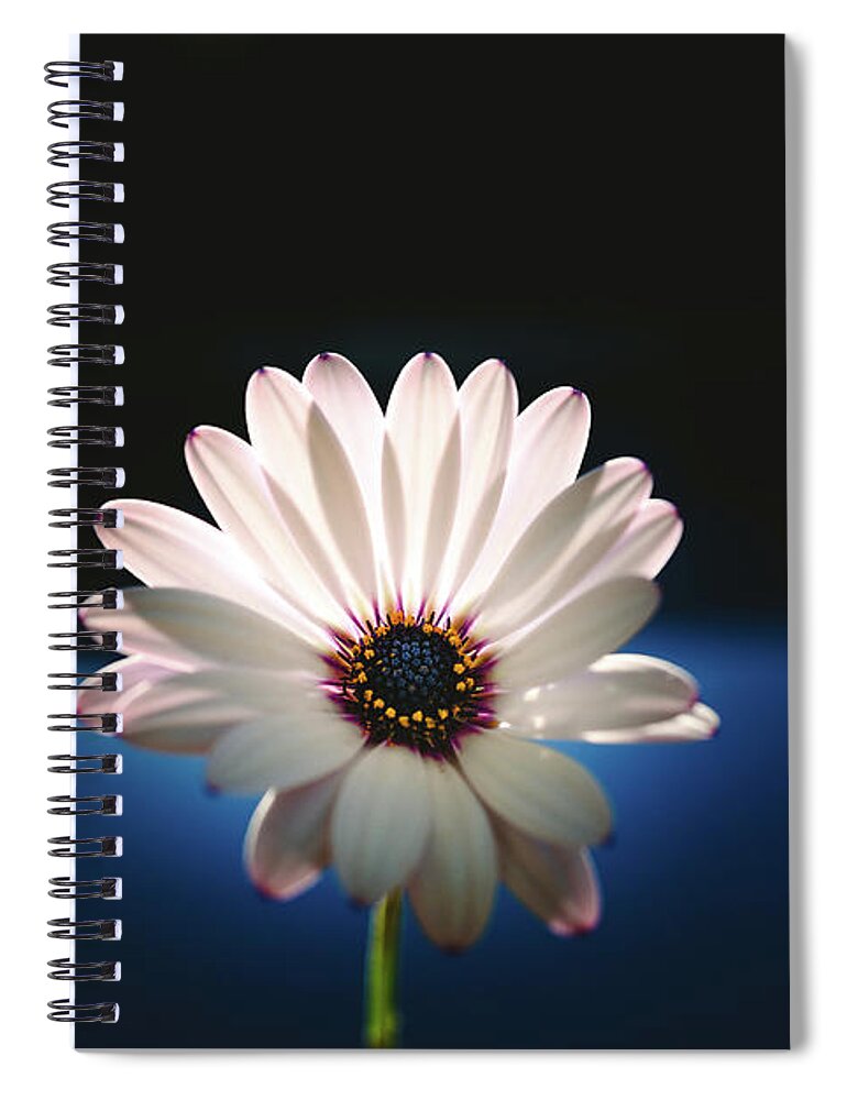 Background Spiral Notebook featuring the photograph Beautiful and delicate white female flower dark background illum by Joaquin Corbalan