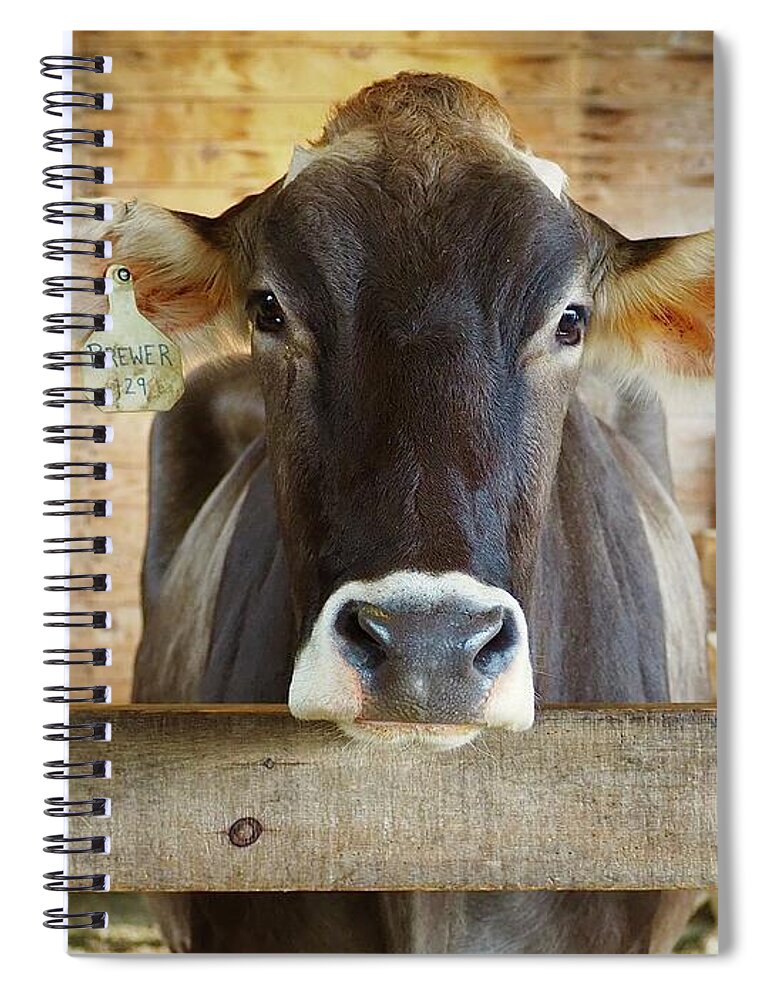 Cow Spiral Notebook featuring the photograph Beautiful Brown Eyes by Alida M Haslett