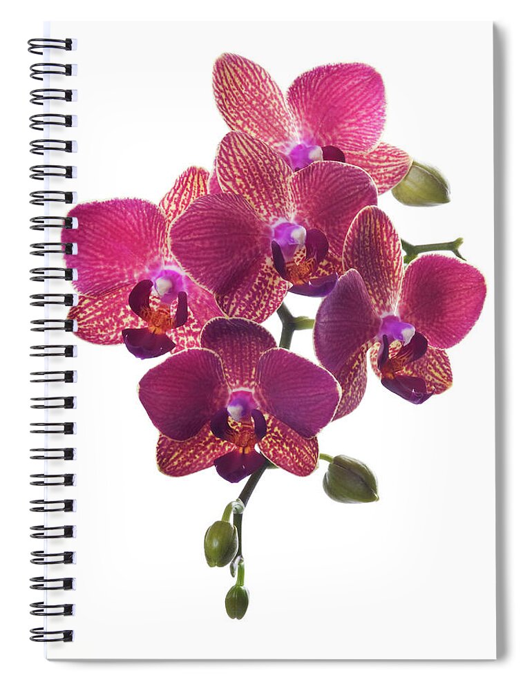 White Background Spiral Notebook featuring the photograph Beautiful Magenta Orchid On White by Digihelion