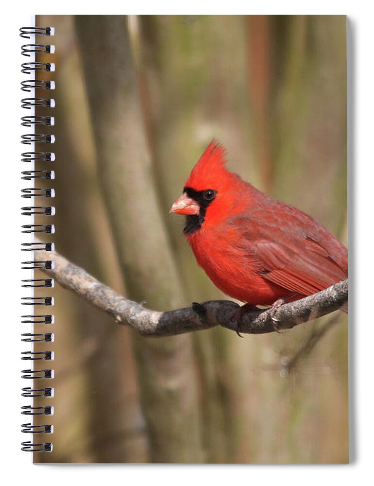 Birds Spiral Notebook featuring the photograph Beautiful Male Cardinal by Trina Ansel