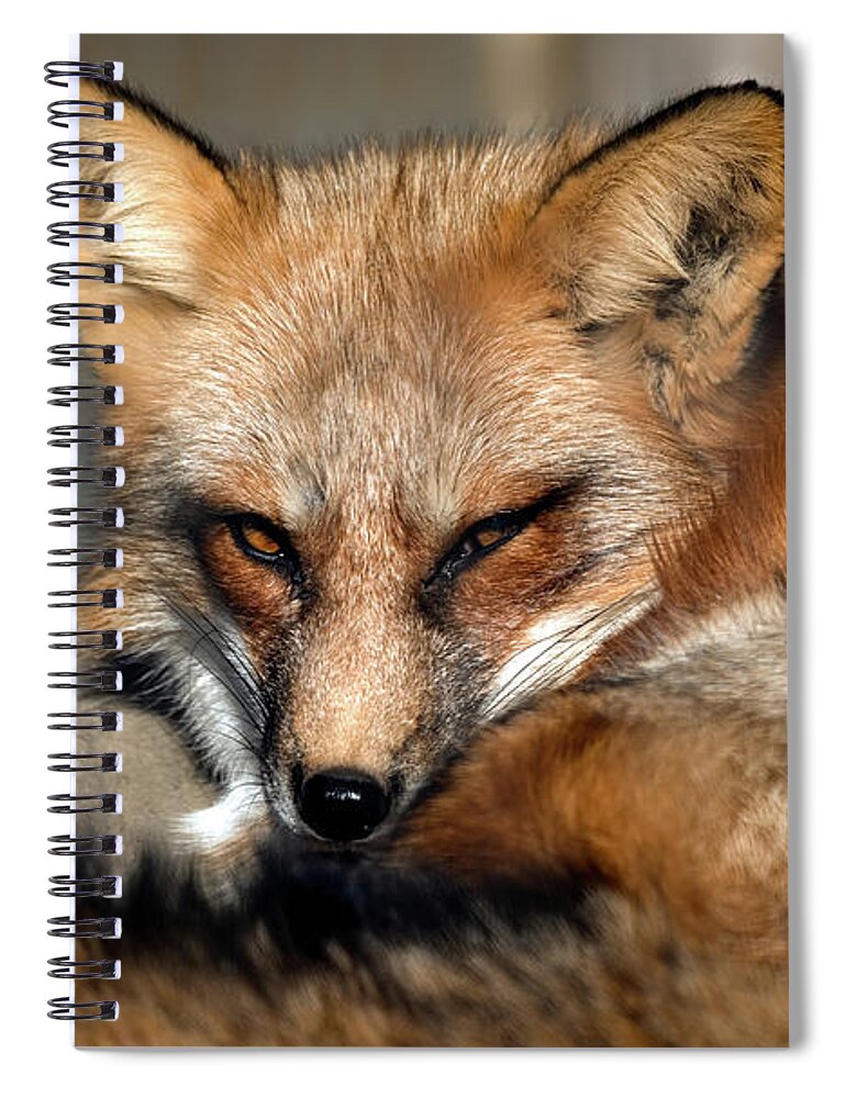 Fox Spiral Notebook featuring the photograph Beautiful red fox closeup by Sam Rino