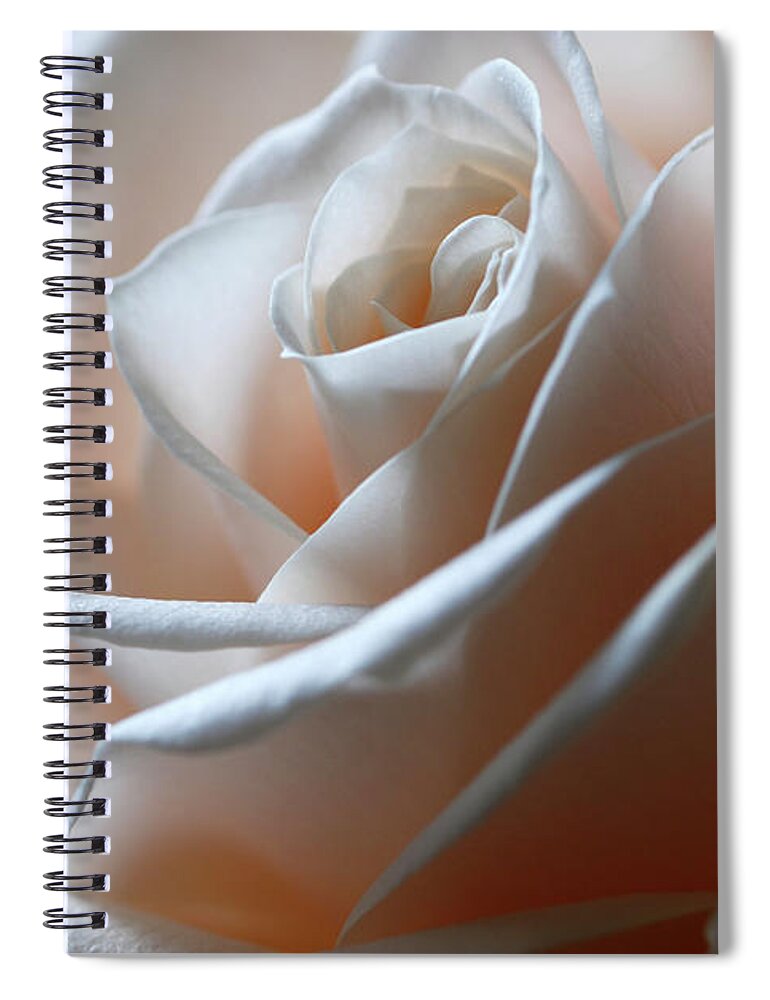 Sparse Spiral Notebook featuring the photograph Beautiful Rose Close-up by Olgaza