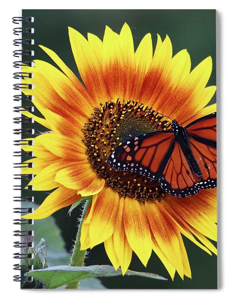 Flowers Spiral Notebook featuring the photograph Beautiful Sunflower with Monarch Butterfly by Trina Ansel